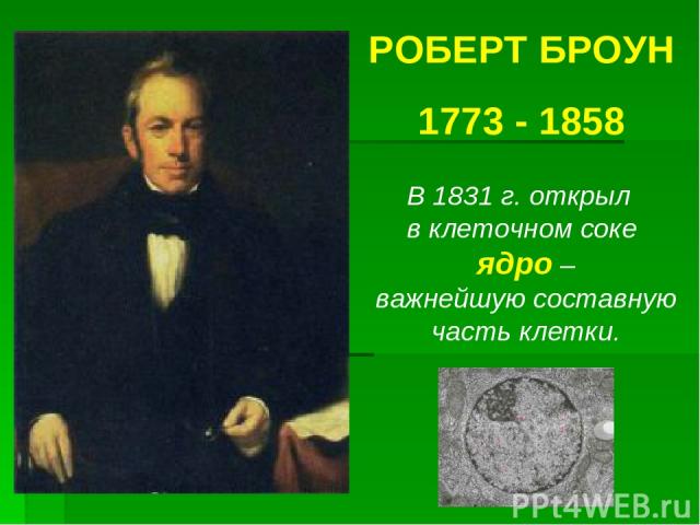 РОБЕРТ БРОУН 1773 - 1858 В 1831 г. открыл в клеточном соке ядро – важнейшую составную часть клетки.
