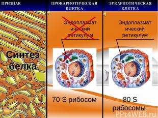 Эндоплазматический ретикулум Эндоплазматический ретикулум Синтез белка 70 S рибо