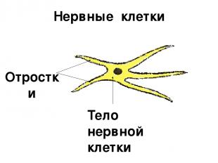 Нервные клетки Отростки Тело нервной клетки