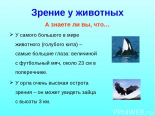 Зрение у животных У самого большого в мире животного (голубого кита) – самые бол