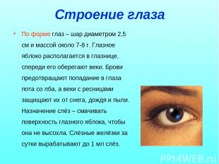 Строение глаза По форме глаз – шар диаметром 2,5 см и массой около 7-8 г. Глазно