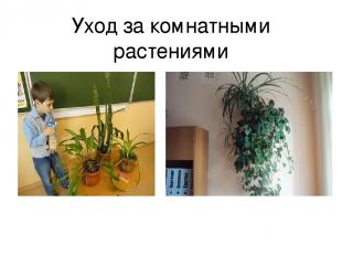Уход за комнатными растениями
