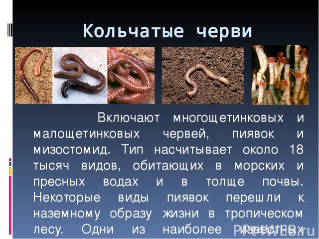 Кольчатые черви Включают многощетинковых и малощетинковых червей, пиявок и мизостомид. Тип насчитывает около 18 тысяч видов, обитающих в морских и пресных водах и в толще почвы. Некоторые виды пиявок перешли к наземному образу жизни в тропическом ле…