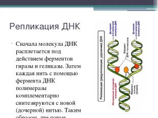 Репликация ДНК Сначала молекула ДНК расплетается под действием ферментов гиразы