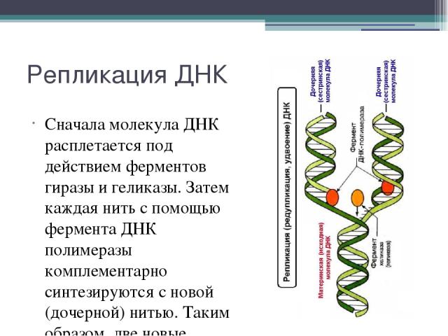 Репликация ДНК Сначала молекула ДНК расплетается под действием ферментов гиразы и геликазы. Затем каждая нить с помощью фермента ДНК полимеразы комплементарно синтезируются с новой (дочерной) нитью. Таким образом, две новые молекулы ДНК имеют в свое…