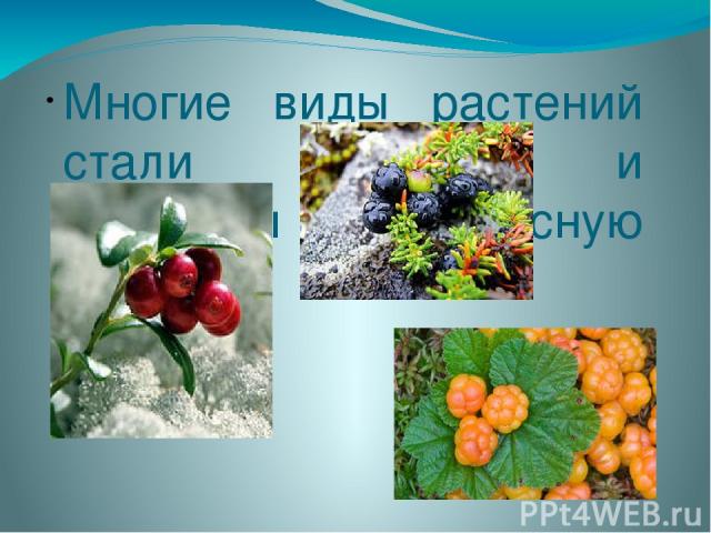 Многие виды растений стали редкими и занесены в Красную книгу.