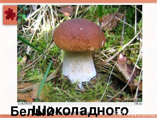 Стоит Лушка- Белая рубашка, А шляпа надета Шоколадного цвета. Белый гриб http://www.deti-66.ru/