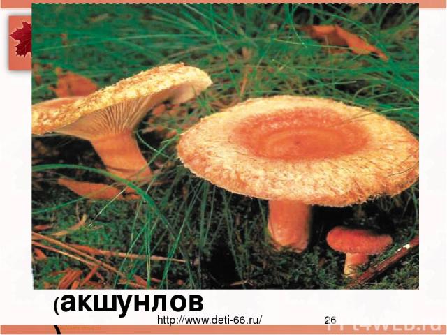 В шляпе розовой, мохнатой, Но не выглядит растяпой. Будто плюшевое ушко, Для соления ... (акшунлов) http://www.deti-66.ru/