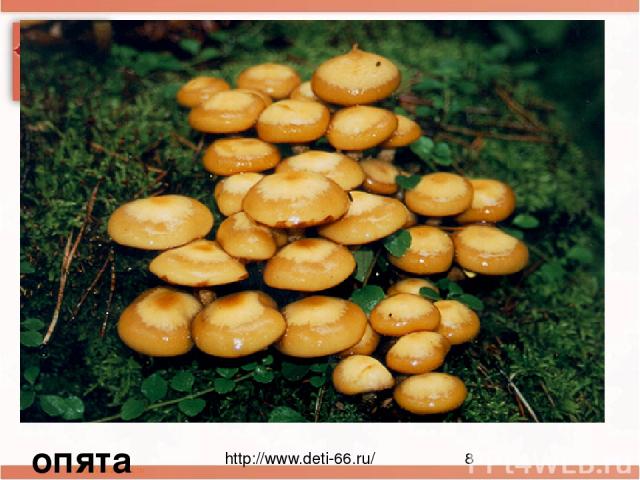 Нет грибов дружней, чем эти, Знают взрослые и дети. На пеньках растут в лесу, Как веснушки на носу. опята http://www.deti-66.ru/