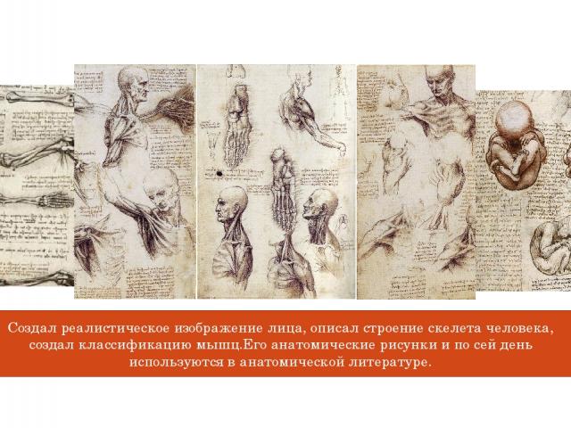 Анатомия и медицина. Создал реалистическое изображение лица, описал строение скелета человека, создал классификацию мышц.Его анатомические рисунки и по сей день используются в анатомической литературе.