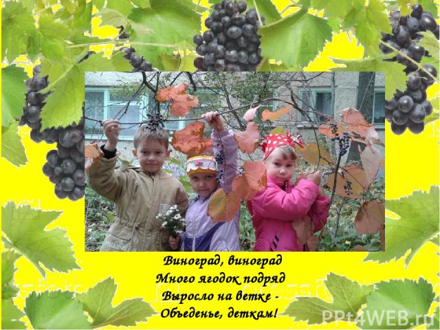 Виноград, виноград Много ягодок подряд Выросло на ветке - Объеденье, деткам!