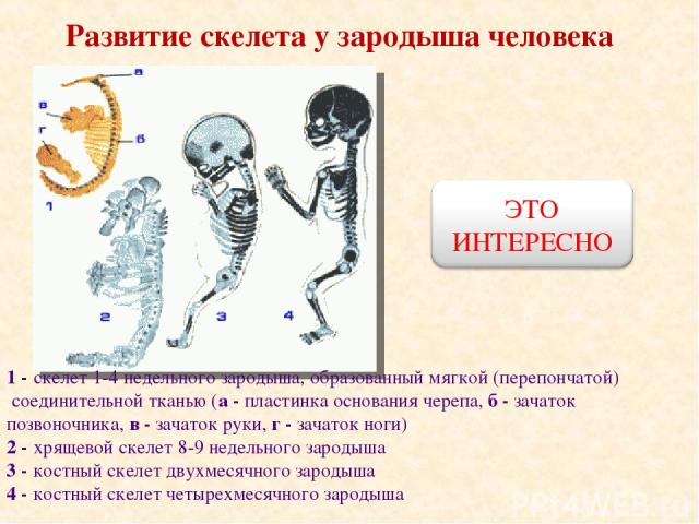 Развитие скелета у зародыша человека 1 - скелет 1-4 недельного зародыша, образованный мягкой (перепончатой) соединительной тканью (а - пластинка основания черепа, б - зачаток позвоночника, в - зачаток руки, г - зачаток ноги) 2 - хрящевой скелет 8-9 …