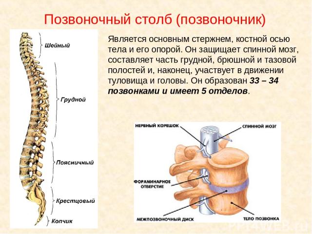 Позвоночный столб (позвоночник) Является основным стержнем, костной осью тела и его опорой. Он защищает спинной мозг, составляет часть грудной, брюшной и тазовой полостей и, наконец, участвует в движении туловища и головы. Он образован 33 – 34 позво…
