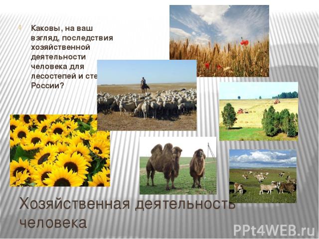 Хозяйственная деятельность человека Каковы, на ваш взгляд, последствия хозяйственной деятельности человека для лесостепей и степей России?