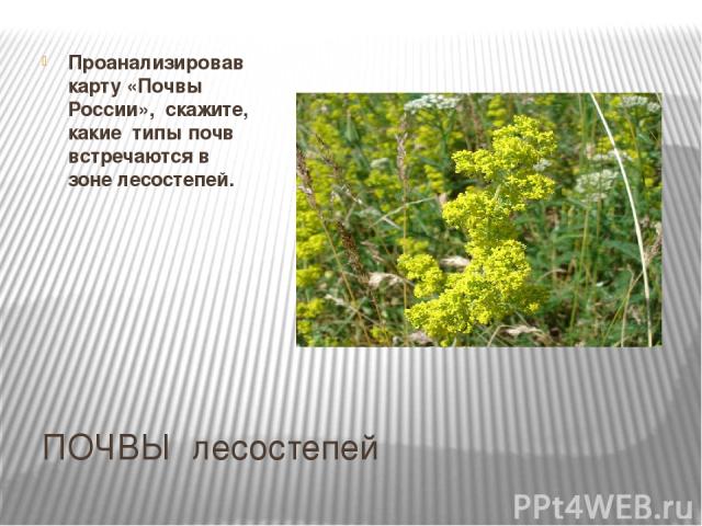 ПОЧВЫ лесостепей Проанализировав карту «Почвы России», скажите, какие типы почв встречаются в зоне лесостепей.