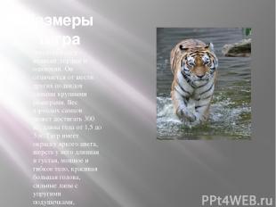 Размеры тигра Амурский тигр – великий, гордый и одинокий. Он отличается от шести