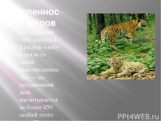 Численность тигров Уссурийский тигр занесен в Красную книгу в связи со своей малочисленностью — на сегодняшний день насчитывается не более 450 особей этого вида. Как это часто бывает, основная вина за вымирание уссурийских тигров лежит на человеке, …