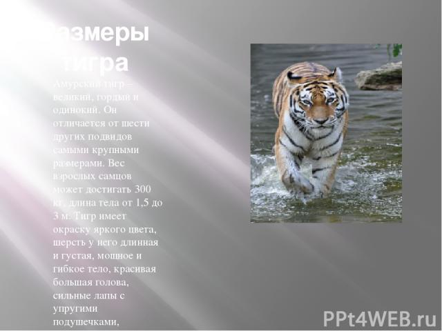 Размеры тигра Амурский тигр – великий, гордый и одинокий. Он отличается от шести других подвидов самыми крупными размерами. Вес взрослых самцов может достигать 300 кг, длина тела от 1,5 до 3 м. Тигр имеет окраску яркого цвета, шерсть у него длинная …