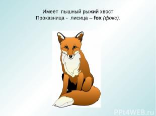 Имеет пышный рыжий хвост Проказница - лисица – fox (фокс).