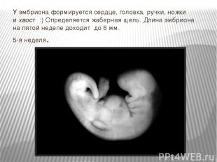 У эмбриона формируется сердце, головка, ручки, ножки и хвост :) Определяется жаб