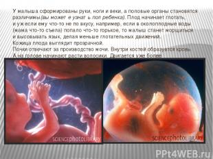 У малыша сформированы руки, ноги и веки, а половые органы становятся различимы(в