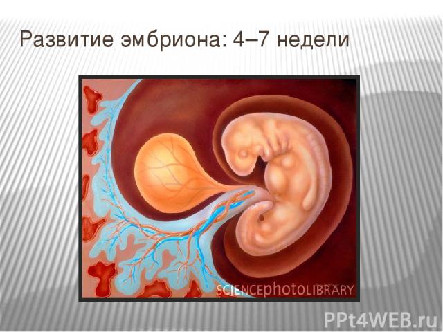 Развитие эмбриона: 4–7 недели