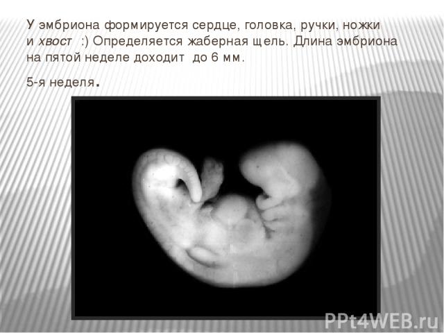 У эмбриона формируется сердце, головка, ручки, ножки и хвост :) Определяется жаберная щель. Длина эмбриона на пятой неделе доходит до 6 мм. 5-я неделя.
