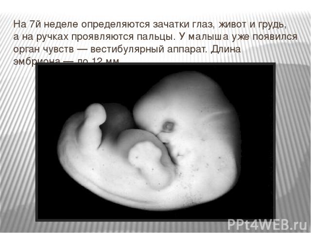 На 7й неделе определяются зачатки глаз, живот и грудь, а на ручках проявляются пальцы. У малыша уже появился орган чувств — вестибулярный аппарат. Длина эмбриона — до 12 мм.
