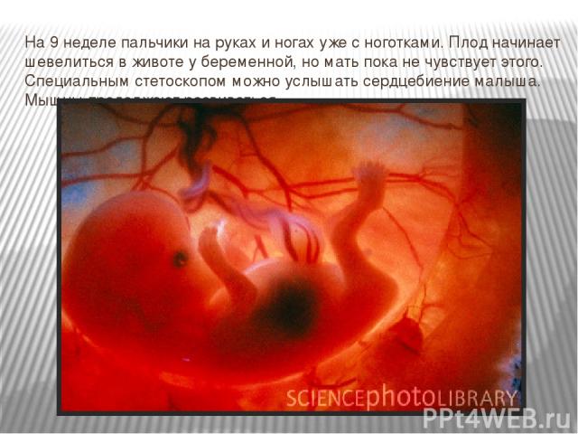 На 9 неделе пальчики на руках и ногах уже с ноготками. Плод начинает шевелиться в животе у беременной, но мать пока не чувствует этого. Специальным стетоскопом можно услышать сердцебиение малыша. Мышцы продолжают развиваться.