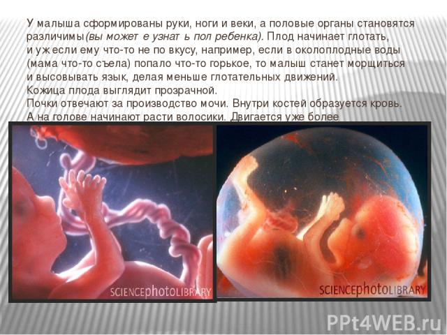 У малыша сформированы руки, ноги и веки, а половые органы становятся различимы(вы можете узнать пол ребенка). Плод начинает глотать, и уж если ему что-то не по вкусу, например, если в околоплодные воды (мама что-то съела) попало что-то горькое, то м…