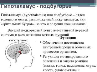 Гипоталамус - подбугорье Гипоталамус (hypothalamus) или подбугорье – отдел голов