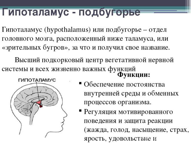 Гипоталамус - подбугорье Гипоталамус (hypothalamus) или подбугорье – отдел головного мозга, расположенный ниже таламуса, или «зрительных бугров», за что и получил свое название. Высший подкорковый центр вегетативной нервной системы и всех жизненно в…