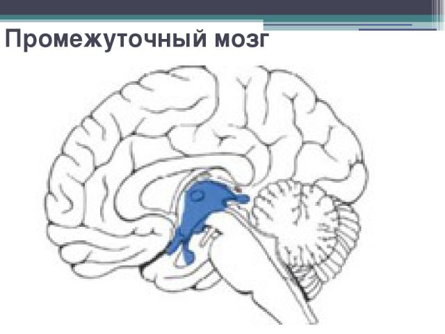 Промежуточный мозг