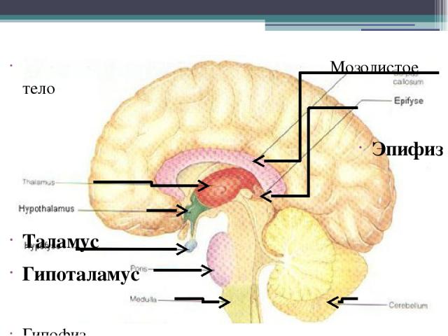Мозолистое тело Эпифиз Таламус Гипоталамус Гипофиз Мост Продолговатый мозг Мозжечок