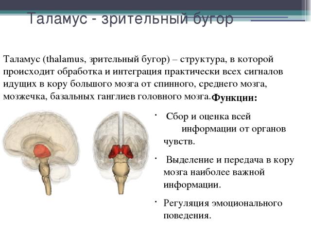 Таламус - зрительный бугор Функции: Сбор и оценка всей информации от органов чувств. Выделение и передача в кору мозга наиболее важной информации. Регуляция эмоционального поведения. Таламус (thalamus, зрительный бугор) – структура, в которой происх…