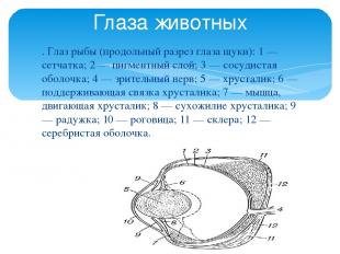 . Глаз рыбы (продольный разрез глаза щуки): 1 — сетчатка; 2 — пигментный слой; 3