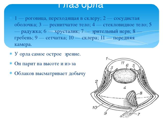 1 — роговица, переходящая в склеру; 2 — сосудистая оболочка; 3 — реснитчатое тело; 4 — стекловидное тело; 5 — радужка; 6 — хрусталик; 7 — зрительный нерв; 8 — гребень; 9 — сетчатка; 10 — склера; 11 — передняя камера. У орла самое острое зрение. Он п…