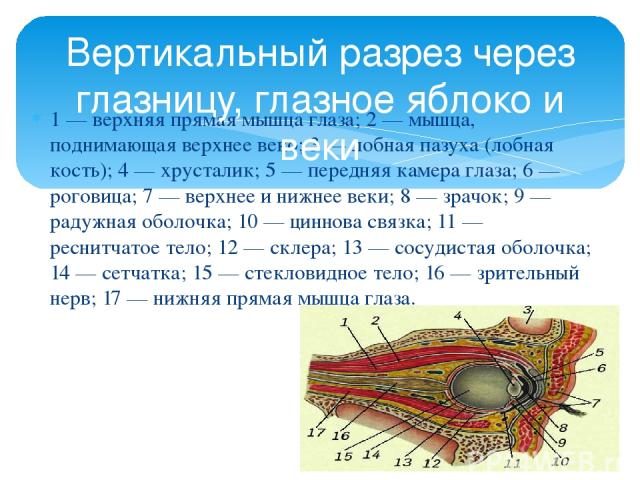 1 — верхняя прямая мышца глаза; 2 — мышца, поднимающая верхнее веко; 3 — лобная пазуха (лобная кость); 4 — хрусталик; 5 — передняя камера глаза; 6 — роговица; 7 — верхнее и нижнее веки; 8 — зрачок; 9 — радужная оболочка; 10 — циннова связка; 11 — ре…