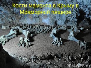 Кости мамонта в Крыму в Мраморной пещере