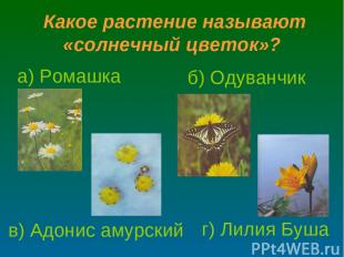 Какое растение называют «солнечный цветок»? в) Адонис амурский а) Ромашка г) Лил