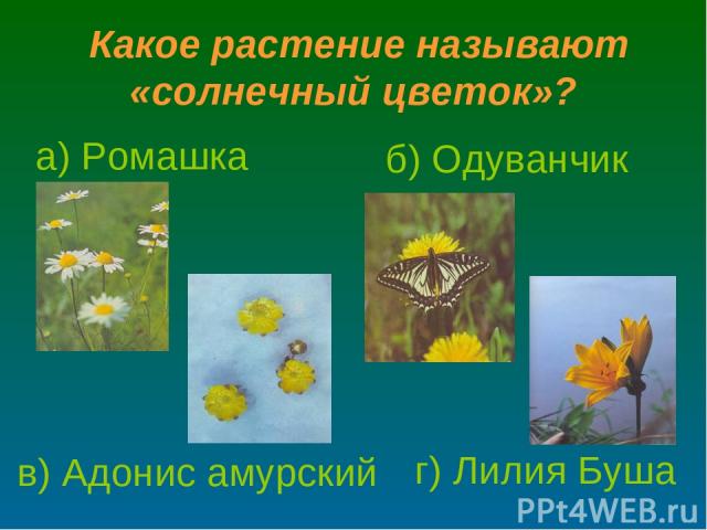 Какое растение называют «солнечный цветок»? в) Адонис амурский а) Ромашка г) Лилия Буша б) Одуванчик
