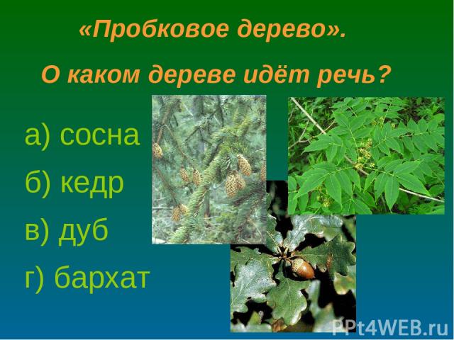 а) сосна в) дуб г) бархат б) кедр «Пробковое дерево». О каком дереве идёт речь?