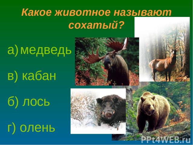 Какое животное называют сохатый? а) медведь б) лось в) кабан г) олень