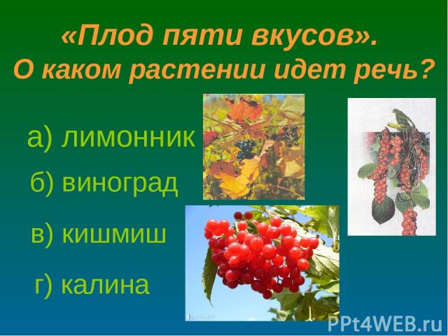 а) лимонник б) виноград в) кишмиш г) калина «Плод пяти вкусов». О каком растении идет речь?