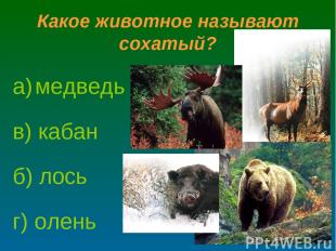 Какое животное называют сохатый? а) медведь б) лось в) кабан г) олень