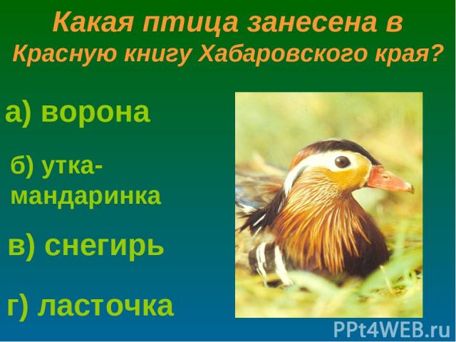 а) ворона г) ласточка в) снегирь б) утка-мандаринка Какая птица занесена в Красную книгу Хабаровского края?