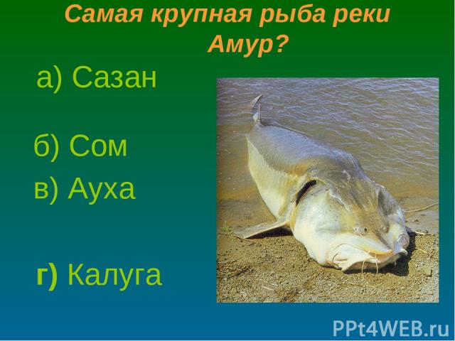Самая крупная рыба реки Амур? а) Сазан б) Сом г) Калуга в) Ауха