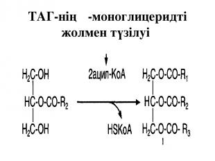 ТАГ-нің β-моноглицеридті жолмен түзілуі