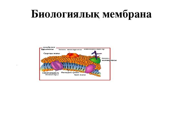 Биологиялық мембрана