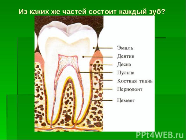 Из каких же частей состоит каждый зуб?